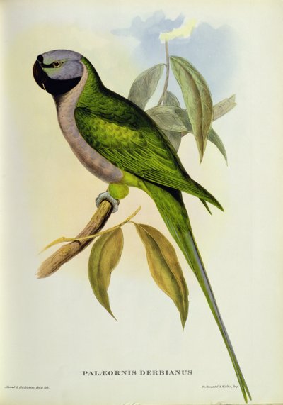 Parakeet: Palaeornis Derbianus by John Gould